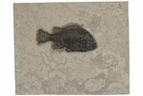 Fossil Fish (Cockerellites) - Green River Formation #211211-1